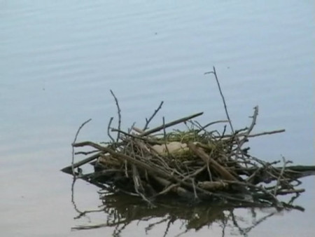 hnízdo Lysky obecné