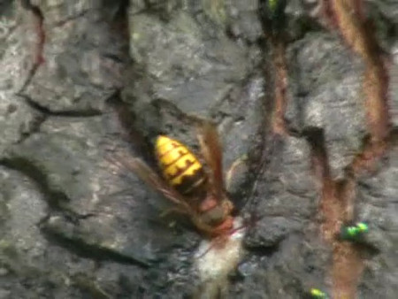 Sršeň obecná (Vespa Crabro)
