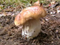 Hřib smrkový